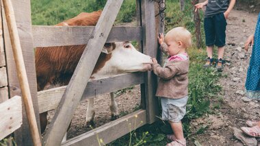 Grussberg Blick auf eine Kuh und ein kleines Kind im Sommer | © Grussberg 